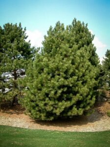 Сосна Чёрная (Pinus Nigra) купить по цене от 270.00р. в интернет-магазине «Посадика» с доставкой почтой в в Кодинске и по всей России – [изображение №1].