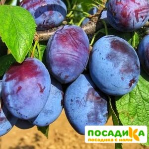 Слива Чачакская ранняя купить по цене от 229.00р. в интернет-магазине «Посадика» с доставкой почтой в в Кодинске и по всей России – [изображение №1].