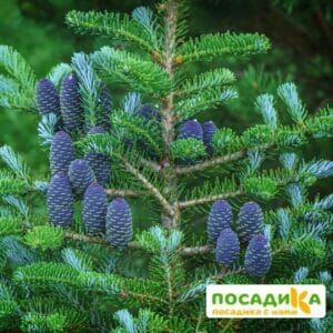 Пихта корейская (Abies koreana) купить по цене от 450.00р. в интернет-магазине «Посадика» с доставкой почтой в в Кодинске и по всей России – [изображение №1].