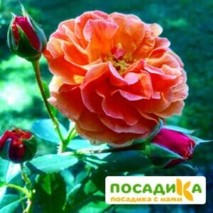 Роза Арабия купить по цене от 350.00р. в интернет-магазине «Посадика» с доставкой почтой в в Кодинске и по всей России – [изображение №1].