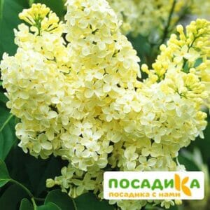 Сирень Примроуз (Primrose) купить по цене от 529.00р. в интернет-магазине «Посадика» с доставкой почтой в в Кодинске и по всей России – [изображение №1].