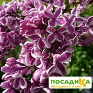 Сирень Сенсация купить по цене от 529.00р. в интернет-магазине «Посадика» с доставкой почтой в в Кодинске и по всей России – [изображение №1].