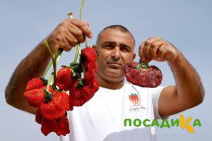 Клубника Гигант Джорнея купить по цене от 266р. в интернет-магазине «Посадика» с доставкой почтой в в Кодинске и по всей России – [изображение №1].