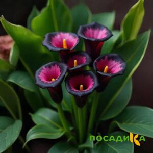 Калла Аура Лейс купить по цене от 400р. в интернет-магазине «Посадика» с доставкой почтой в в Кодинске и по всей России – [изображение №1].