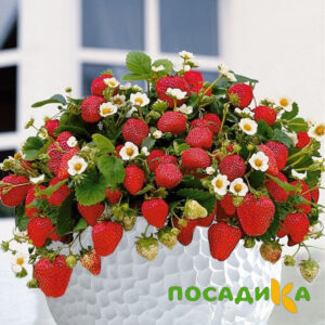 Клубника Рубиновый Шепот (горшечная) купить по цене от 240р. в интернет-магазине «Посадика» с доставкой почтой в в Кодинске и по всей России – [изображение №1].