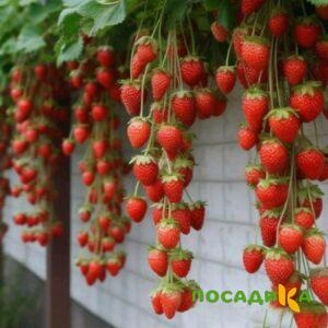 Клубника вьющаяся Комплимент купить по цене от 470р. в интернет-магазине «Посадика» с доставкой почтой в в Кодинске и по всей России – [изображение №1].