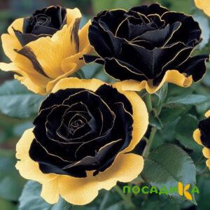 Роза Ханни Сикл купить по цене от 700р. в интернет-магазине «Посадика» с доставкой почтой в в Кодинске и по всей России – [изображение №1].