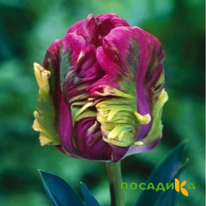 Тюльпан Экзотик Хэвен купить по цене от 186р. в интернет-магазине «Посадика» с доставкой почтой в в Кодинске и по всей России – [изображение №1].