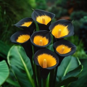 Калла Легато купить по цене от 620р. в интернет-магазине «Посадика» с доставкой почтой в в Кодинске и по всей России – [изображение №1].