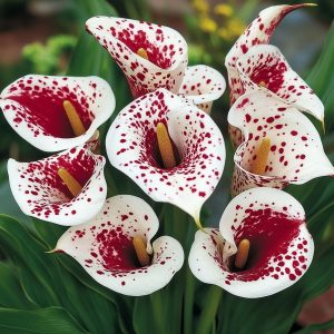 Калла Эмпайр купить по цене от 302р. в интернет-магазине «Посадика» с доставкой почтой в в Кодинске и по всей России – [изображение №1].