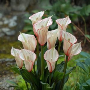 Калла Глейшер купить по цене от 299р. в интернет-магазине «Посадика» с доставкой почтой в в Кодинске и по всей России – [изображение №1].