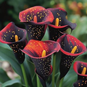 Калла Нуар купить по цене от 299р. в интернет-магазине «Посадика» с доставкой почтой в в Кодинске и по всей России – [изображение №1].