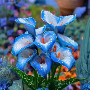 Калла Портрейт купить по цене от 292р. в интернет-магазине «Посадика» с доставкой почтой в в Кодинске и по всей России – [изображение №1].