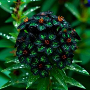 Флокс Ривьера купить по цене от 299р. в интернет-магазине «Посадика» с доставкой почтой в в Кодинске и по всей России – [изображение №1].