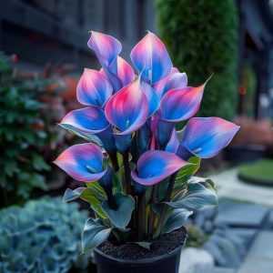 Калла Импрессия купить по цене от 590р. в интернет-магазине «Посадика» с доставкой почтой в в Кодинске и по всей России – [изображение №1].