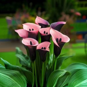 Калла Энигма купить по цене от 291р. в интернет-магазине «Посадика» с доставкой почтой в в Кодинске и по всей России – [изображение №1].