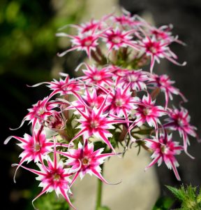 Флокс Метельчатый Путь купить по цене от 456р. в интернет-магазине «Посадика» с доставкой почтой в в Кодинске и по всей России – [изображение №1].