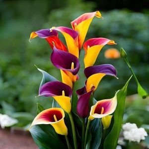 Калла Кристалл купить по цене от 450р. в интернет-магазине «Посадика» с доставкой почтой в в Кодинске и по всей России – [изображение №1].