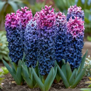 Гиацинт Блю Спринг купить по цене от 2099р. в интернет-магазине «Посадика» с доставкой почтой в в Кодинске и по всей России – [изображение №1].