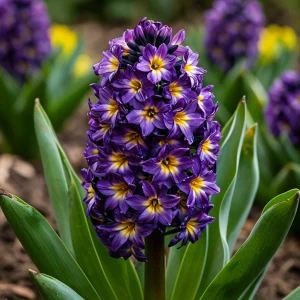 Гиацинт Вельвет Колор купить по цене от 2099р. в интернет-магазине «Посадика» с доставкой почтой в в Кодинске и по всей России – [изображение №1].