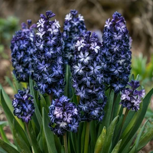 Гиацинт Блум Клауд купить по цене от 2099р. в интернет-магазине «Посадика» с доставкой почтой в в Кодинске и по всей России – [изображение №1].