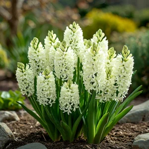 Гиацинт Дрим Трейл купить по цене от 2099р. в интернет-магазине «Посадика» с доставкой почтой в в Кодинске и по всей России – [изображение №1].