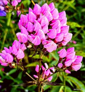 Флокс Бутоник купить по цене от 461р. в интернет-магазине «Посадика» с доставкой почтой в в Кодинске и по всей России – [изображение №1].