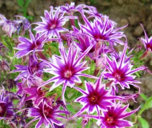 Флокс Звездное Кружево купить по цене от 361р. в интернет-магазине «Посадика» с доставкой почтой в в Кодинске и по всей России – [изображение №1].