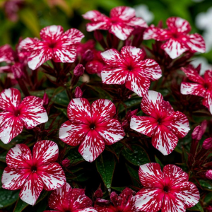 Флокс Ливер Гриммер купить по цене от 590р. в интернет-магазине «Посадика» с доставкой почтой в в Кодинске и по всей России – [изображение №1].